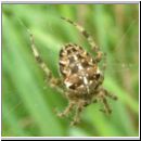 Araneus diadematus - Gartenkreuzspinne 07.jpg